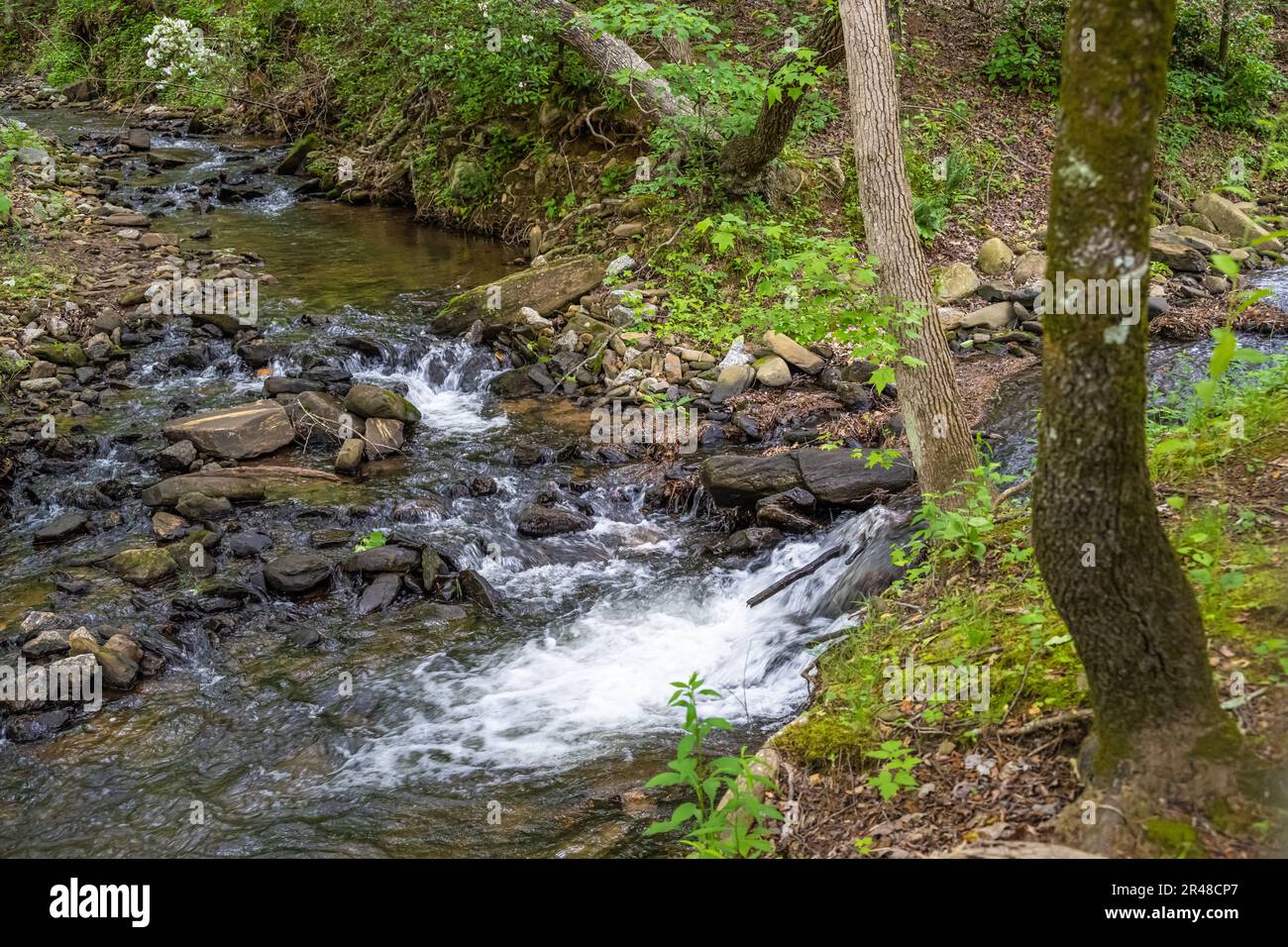 Converging mountain streams at SharpTop Cove in Jasper, Georgia. (USA) Stock Photo