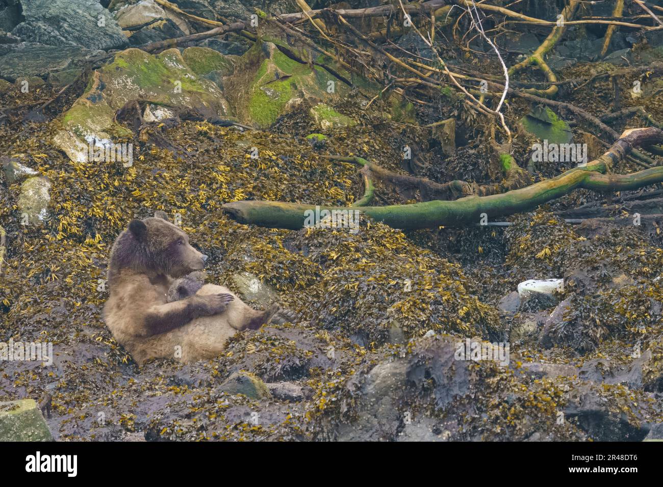 Grizzly bear mom nursing her two about 3-4 month old cubs (coy) in Knight Inlet, First Nations Territory, Traditional Territories of the Kwakwaka'wakw Stock Photo