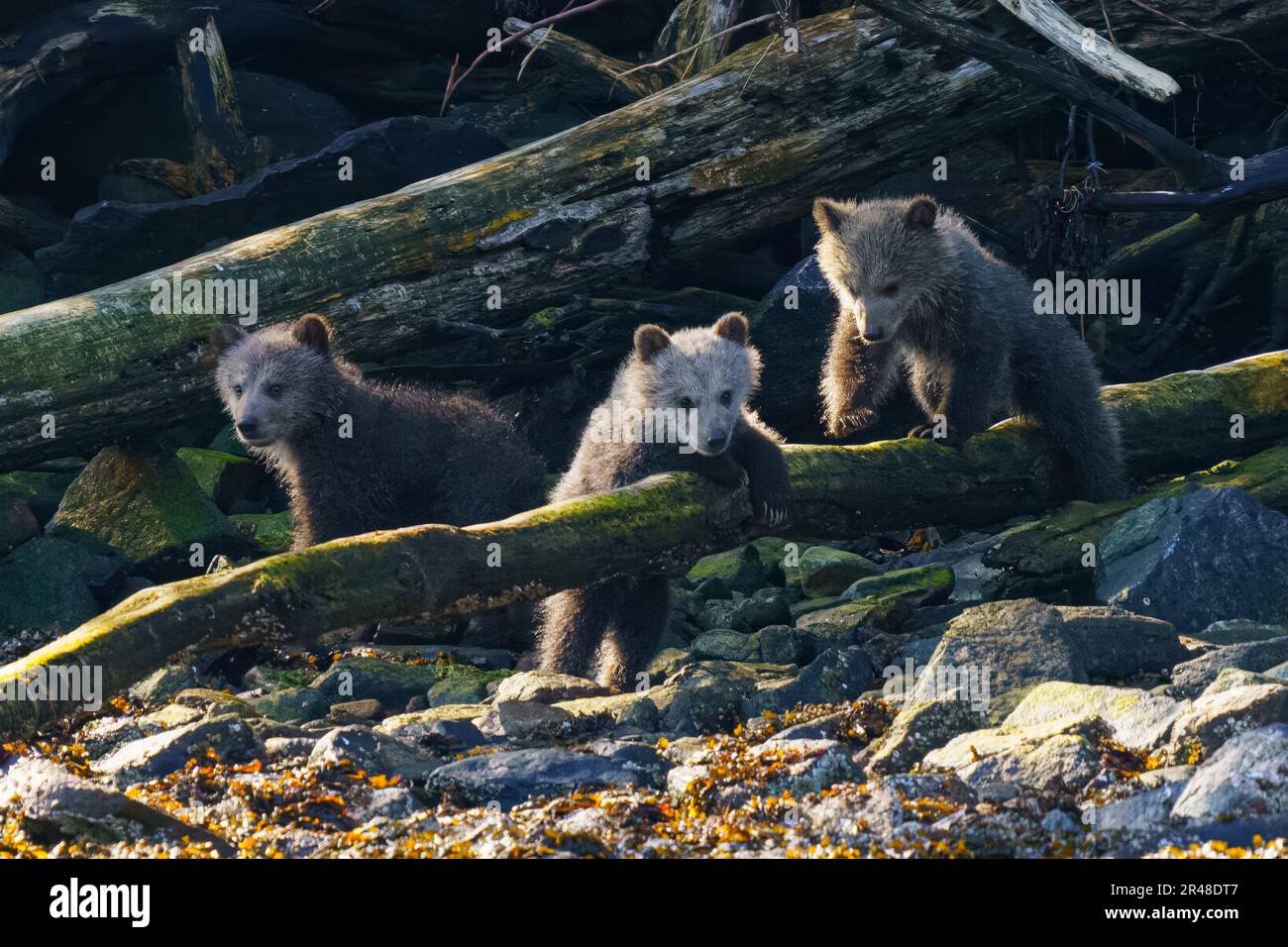 Three about 3-4 month old cute grizzly bear cubs (coy) coming out of the forest in Knight Inlet, First Nations Territory, Traditional Territories of t Stock Photo