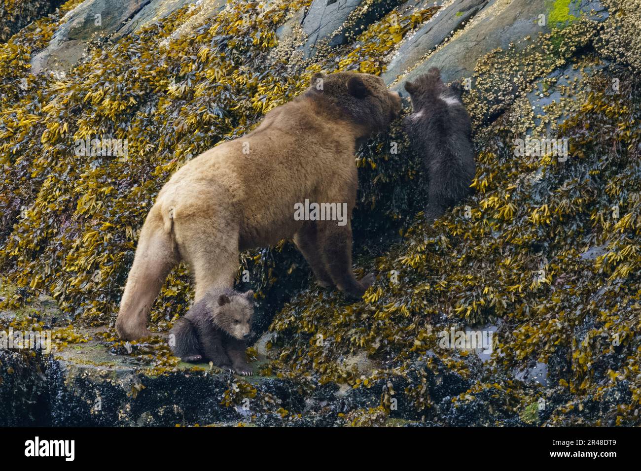 Grizzly bear mom with two about 3-4 month old cubs (coy) coming out of the forest in Knight Inlet, First Nations Territory, Traditional Territories of Stock Photo