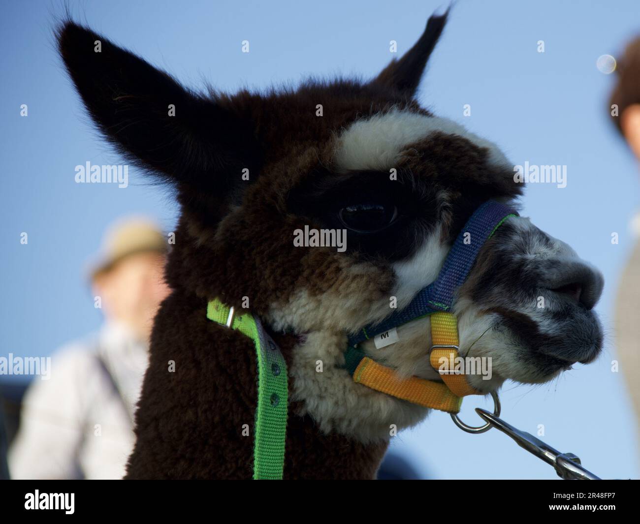A llama standing in profile wearing a bridle with its collar down Stock Photo