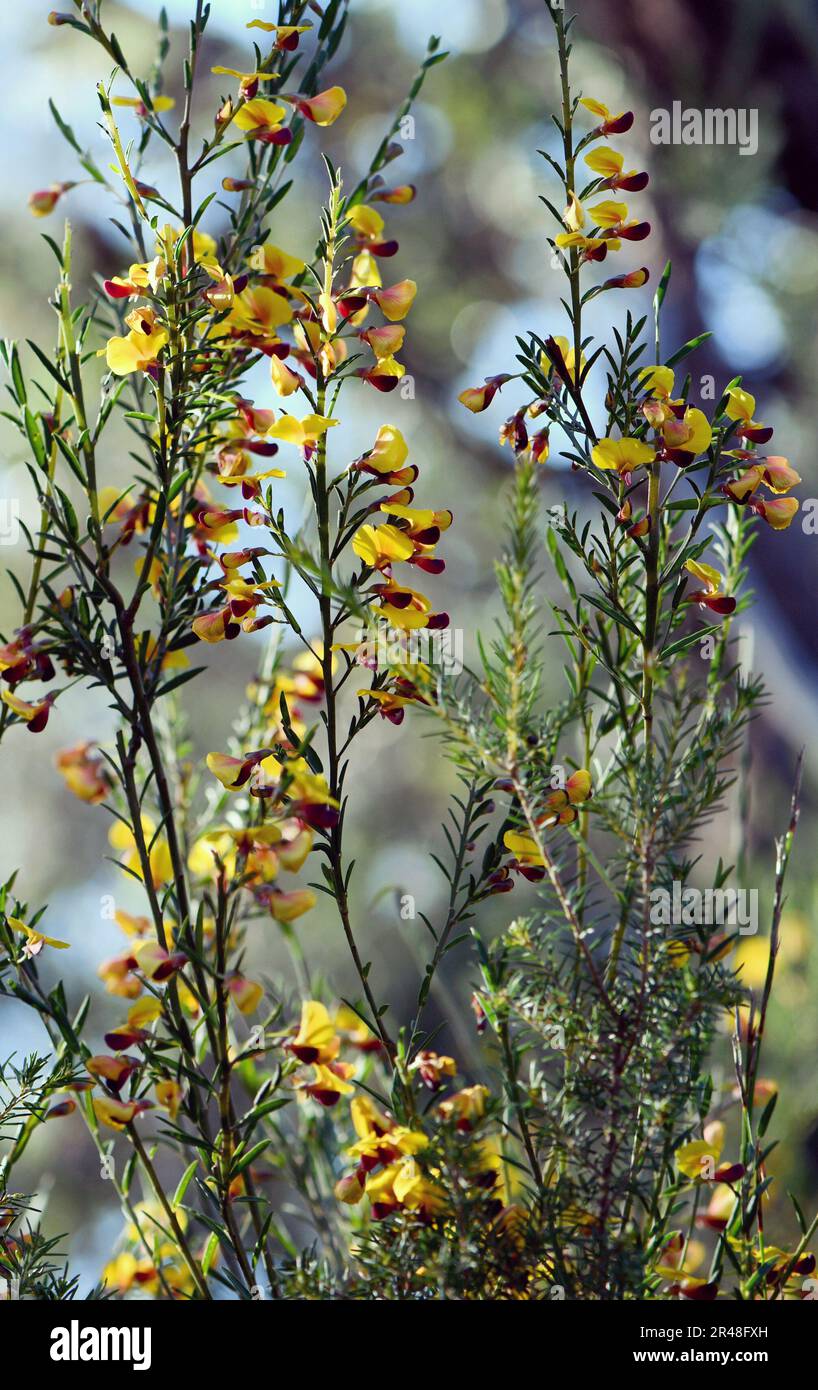 Yellow and red flowers of the Australian native pea Bossiaea heterophylla, family Fabaceae, growing in Sydney woodland, NSW, Australia Stock Photo
