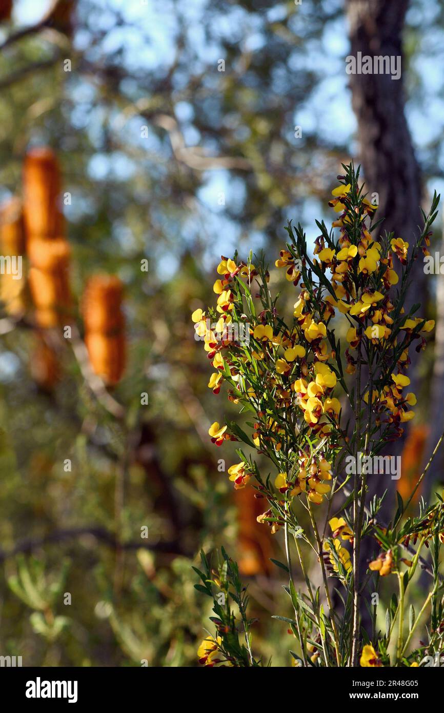 Autumn Sydney woodland and sclerophyll forest understory with yellow and red flowers of the Australian native pea Bossiaea heterophylla Stock Photo