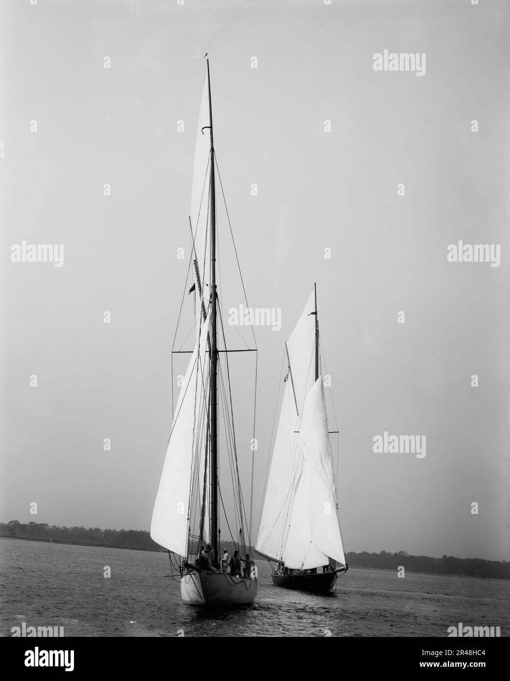 Wasp queen Black and White Stock Photos & Images - Alamy