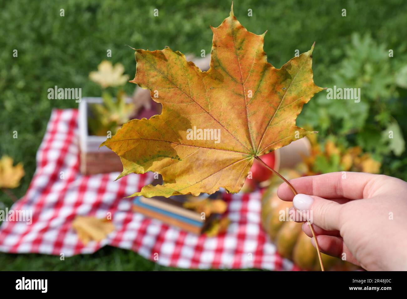 Hand holding fallen maple leaf hi-res stock photography and images - Alamy