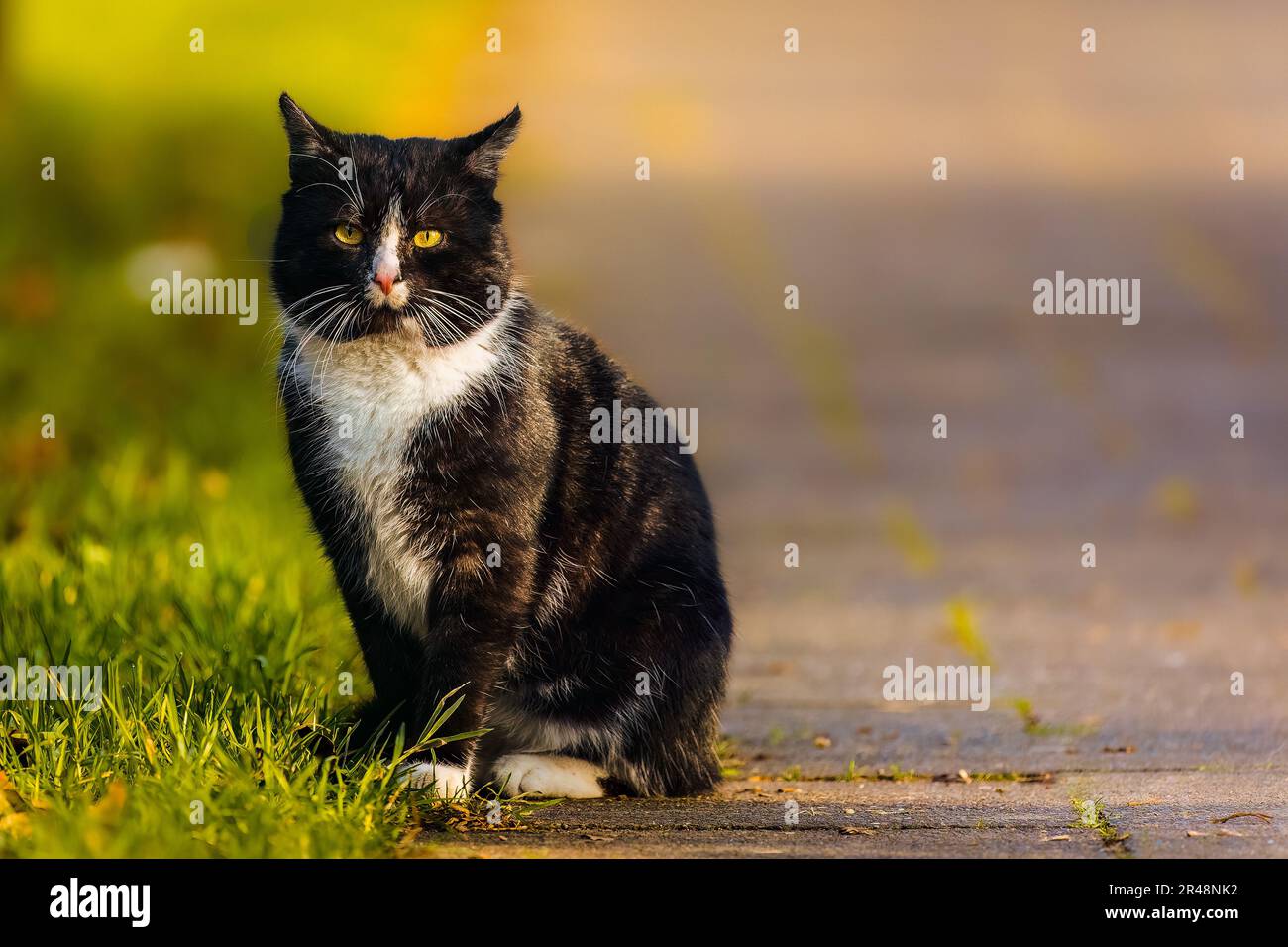 A black and white cat sitting on a sidewalk with a patch of green grass ...
