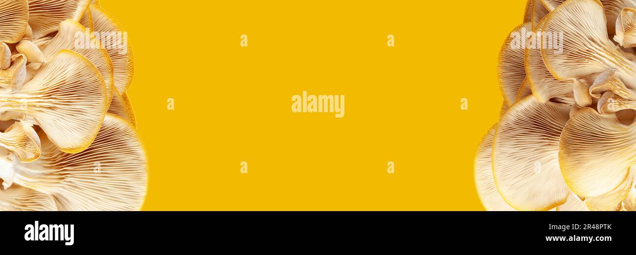 banner for website or recipe, menu with oyster mushrooms and yellow ...