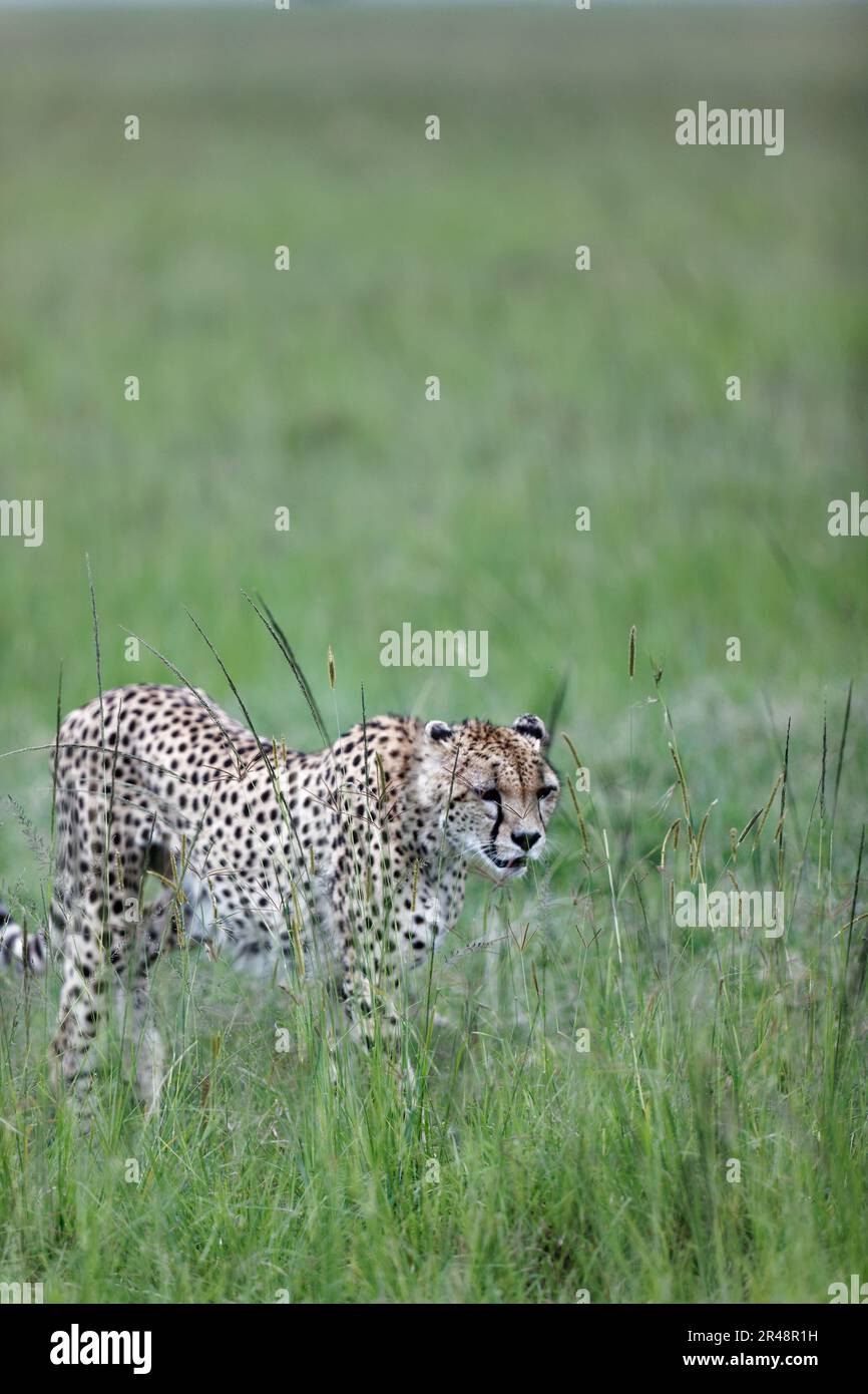 A cheetah walking through tall green grass in Masai Mara National ...