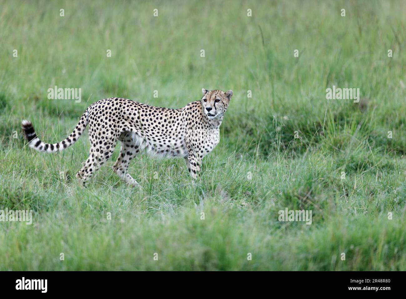 A cheetah walking through tall green grass in Masai Mara National ...