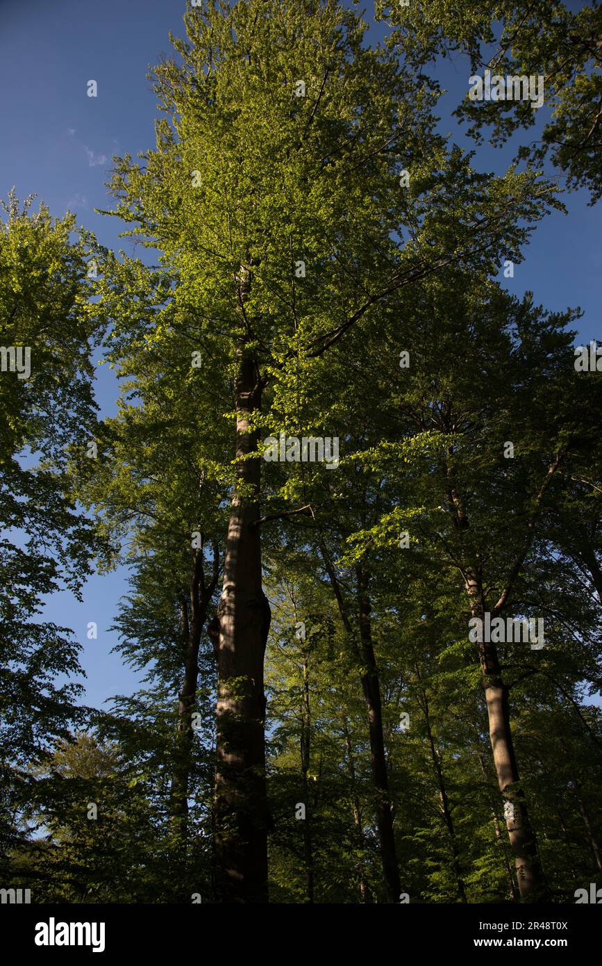 Grumsin forest is an UNESCO World Heritage Site protecting natural common beech forest in Uckermark district  in Germany's Brandenburg province Stock Photo