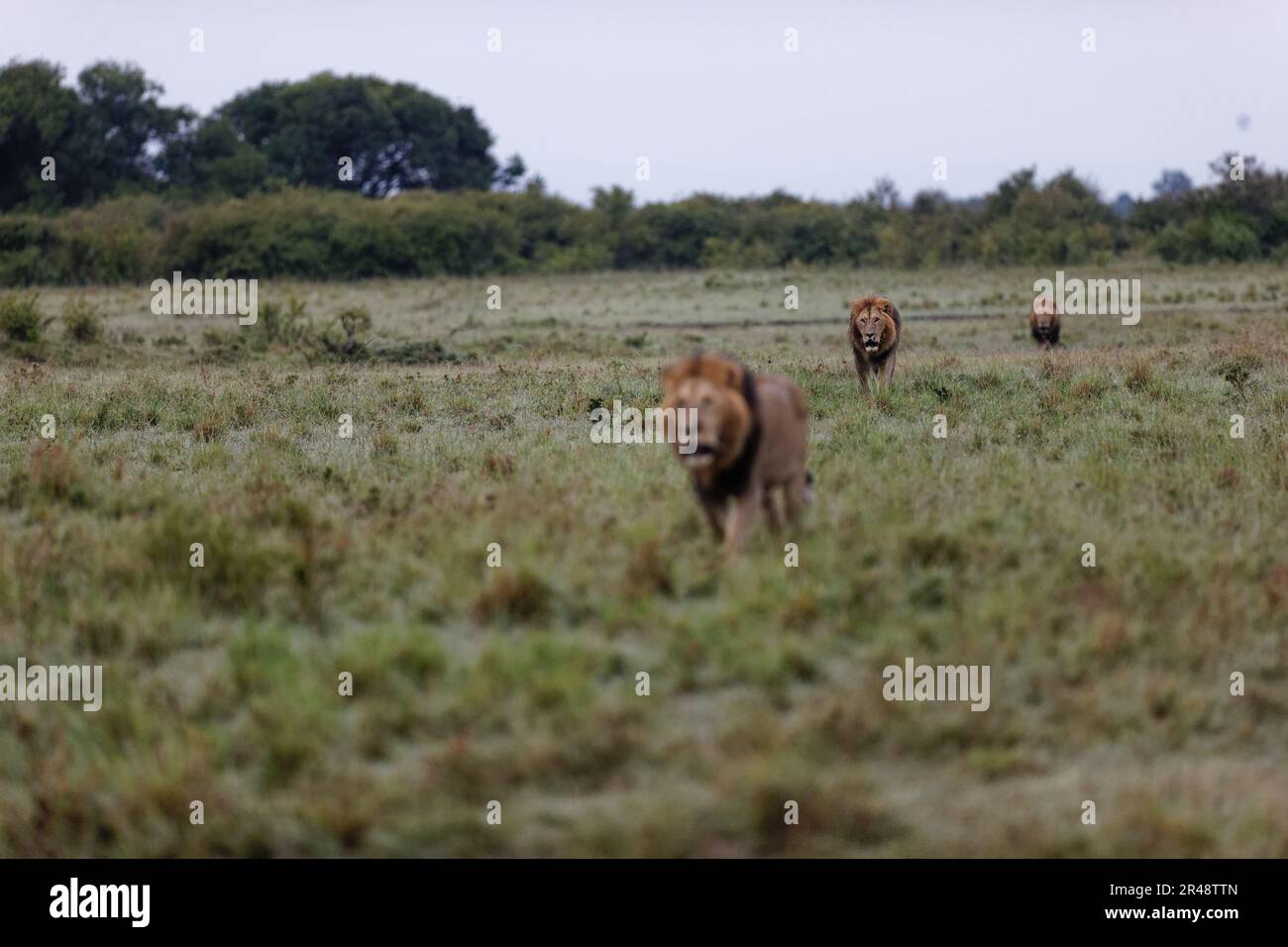 The male lions walking in Masai Mara National Reserve Stock Photo - Alamy