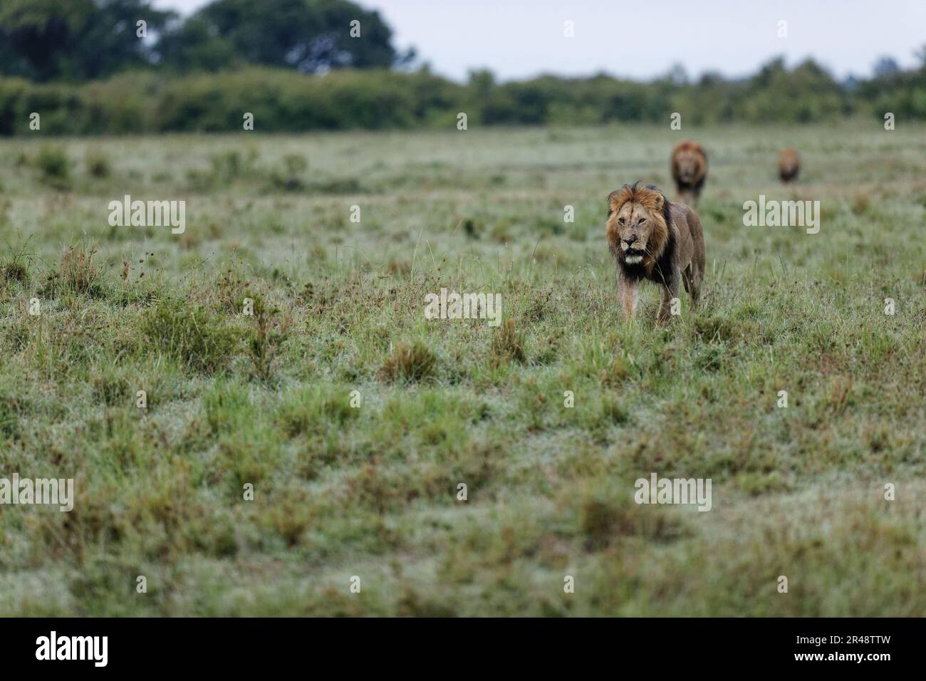 The male lions walking in Masai Mara National Reserve Stock Photo - Alamy