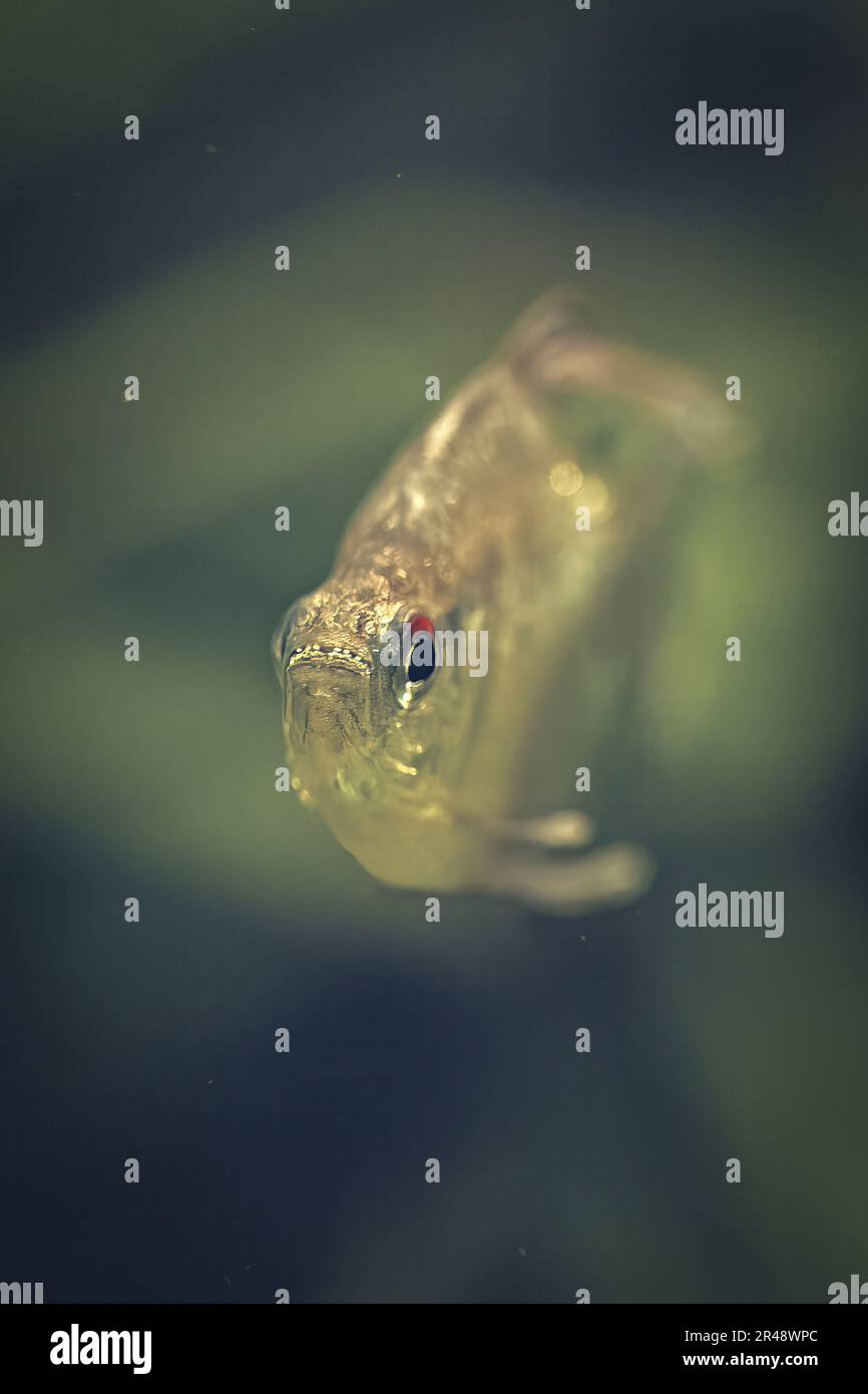 A vertical closeup of a diamond tetra (Moenkhausia pittieri) swimming in tranquil water Stock Photo