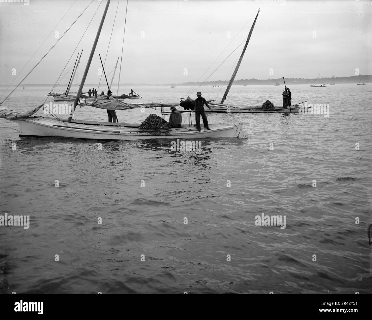Oyster dredging, between 1900 and 1910 Stock Photo Alamy