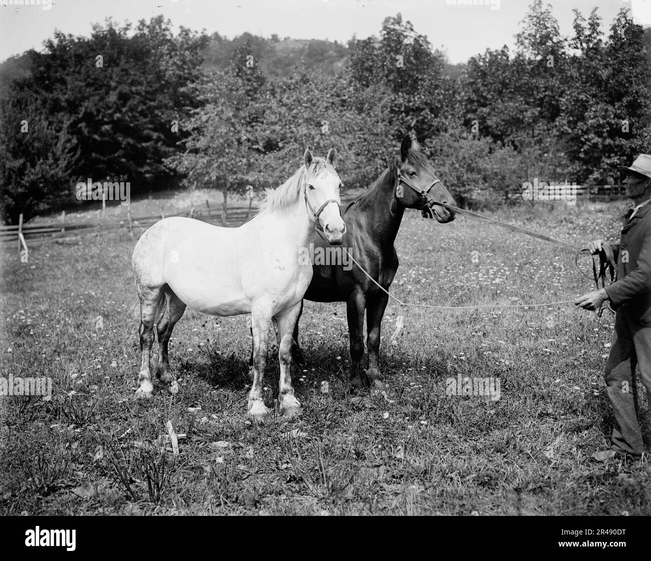 D.C. Cook's horses, Lake George, between 1900 and 1905. Stock Photo