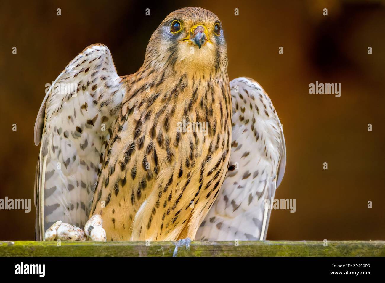 An adult common kestrel stands on a log, with its head held high and its eyes looking off into the distance Stock Photo