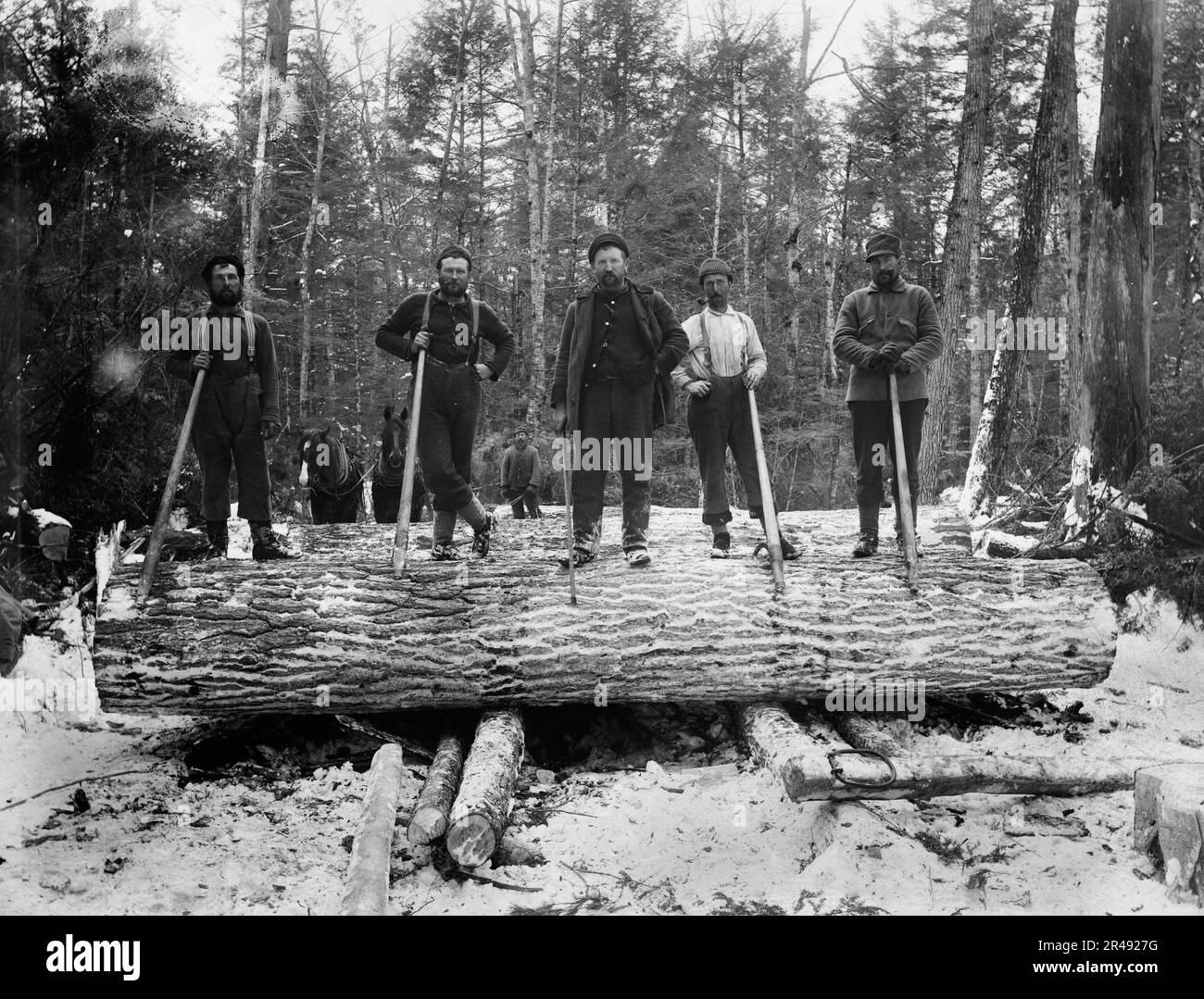The Loggers, between 1880 and 1899 Stock Photo Alamy