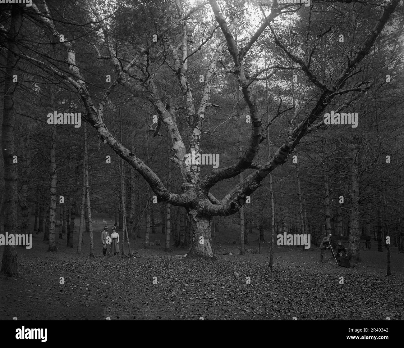 Wizard Tree, Cathedral Woods, North Conway, White Mountains, The, c1900