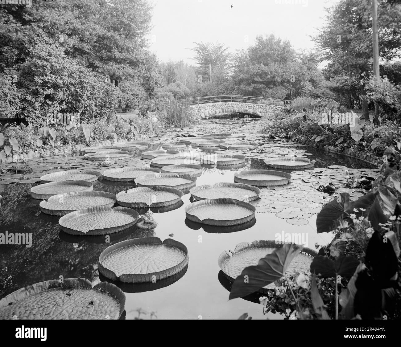 Lily pond, Como Park, St. Paul, Minn., c1905 Stock Photo Alamy