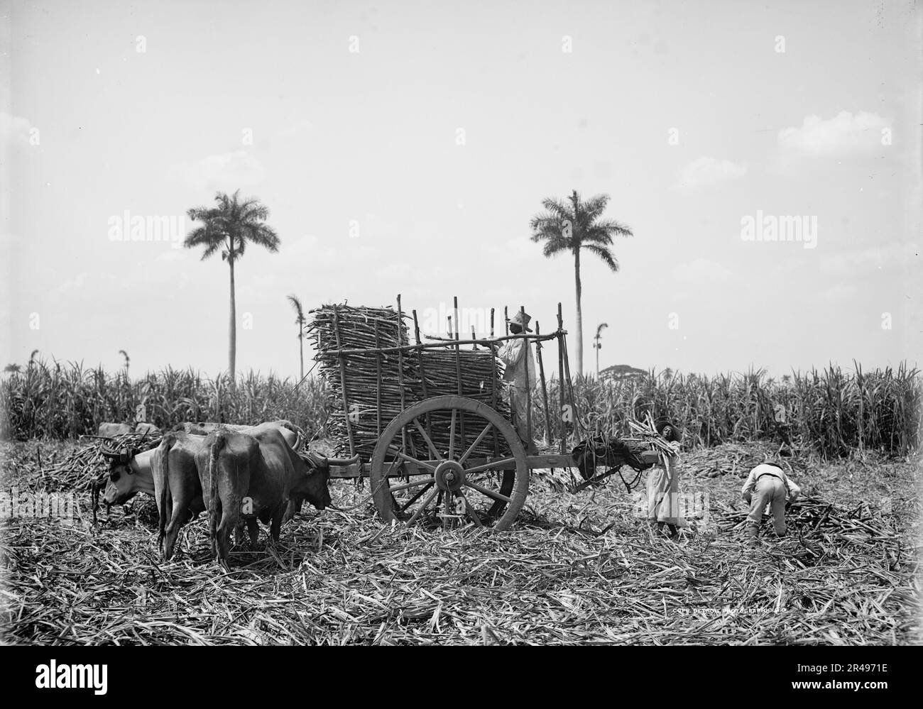 Gathering cane on a Cuban sugar plantation, between 1900 and 1906. Stock Photo