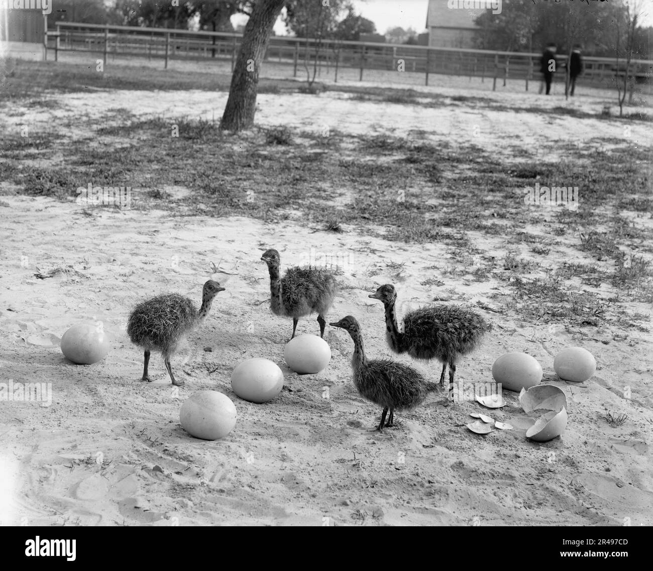 Ostrich farm, Hot Springs, Ark., between 1880 and 1930. Stock Photo