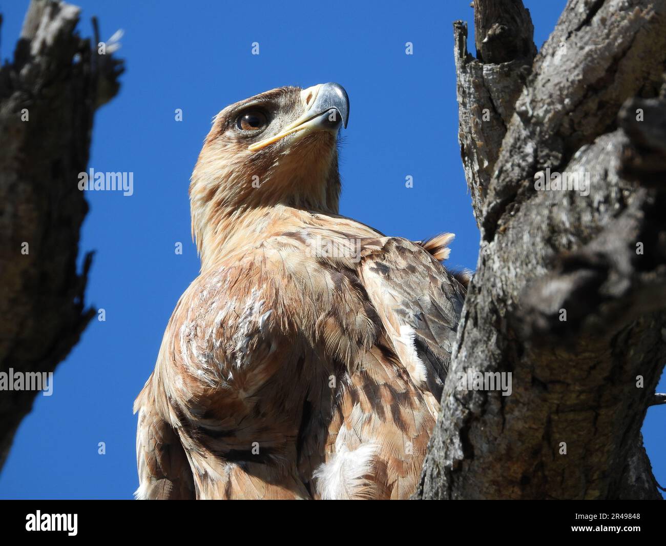Tawny eagle talons hi-res stock photography and images - Alamy