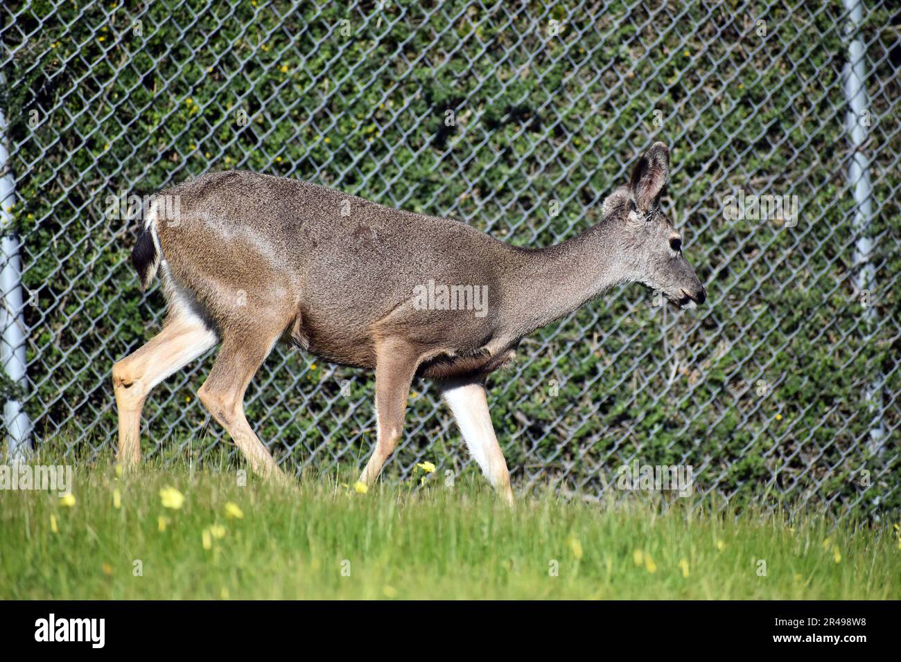 A doe walks along the fence line at the Presidio of Monterey, Calif., Jan. 26. Stock Photo