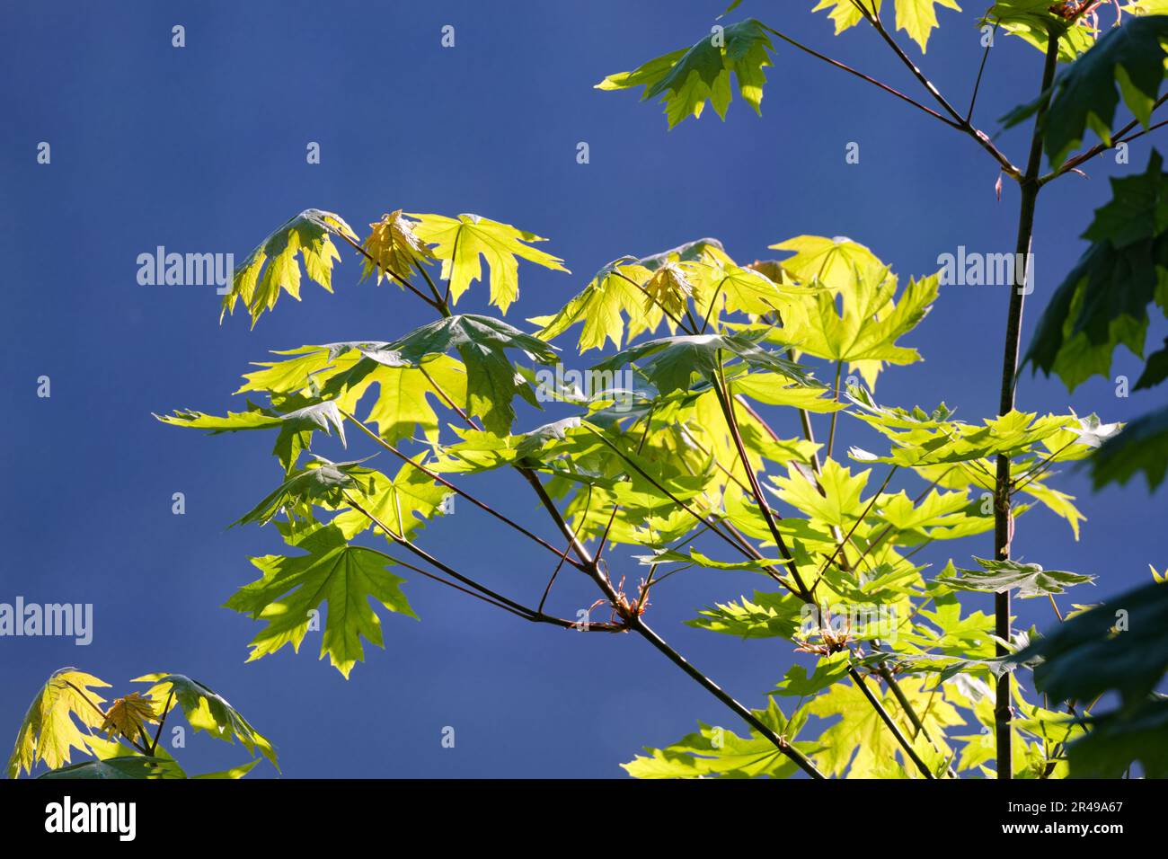 Small evergreen tree stands hi-res stock photography and images - Alamy