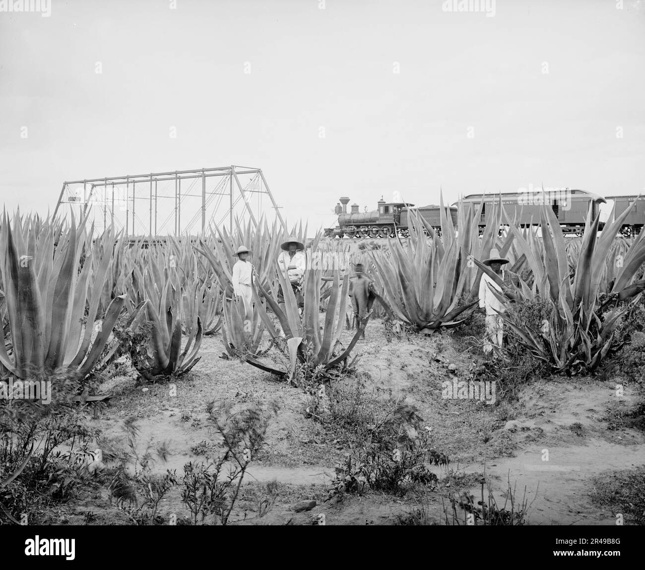 Maguey field, between 1880 and 1897. Stock Photo