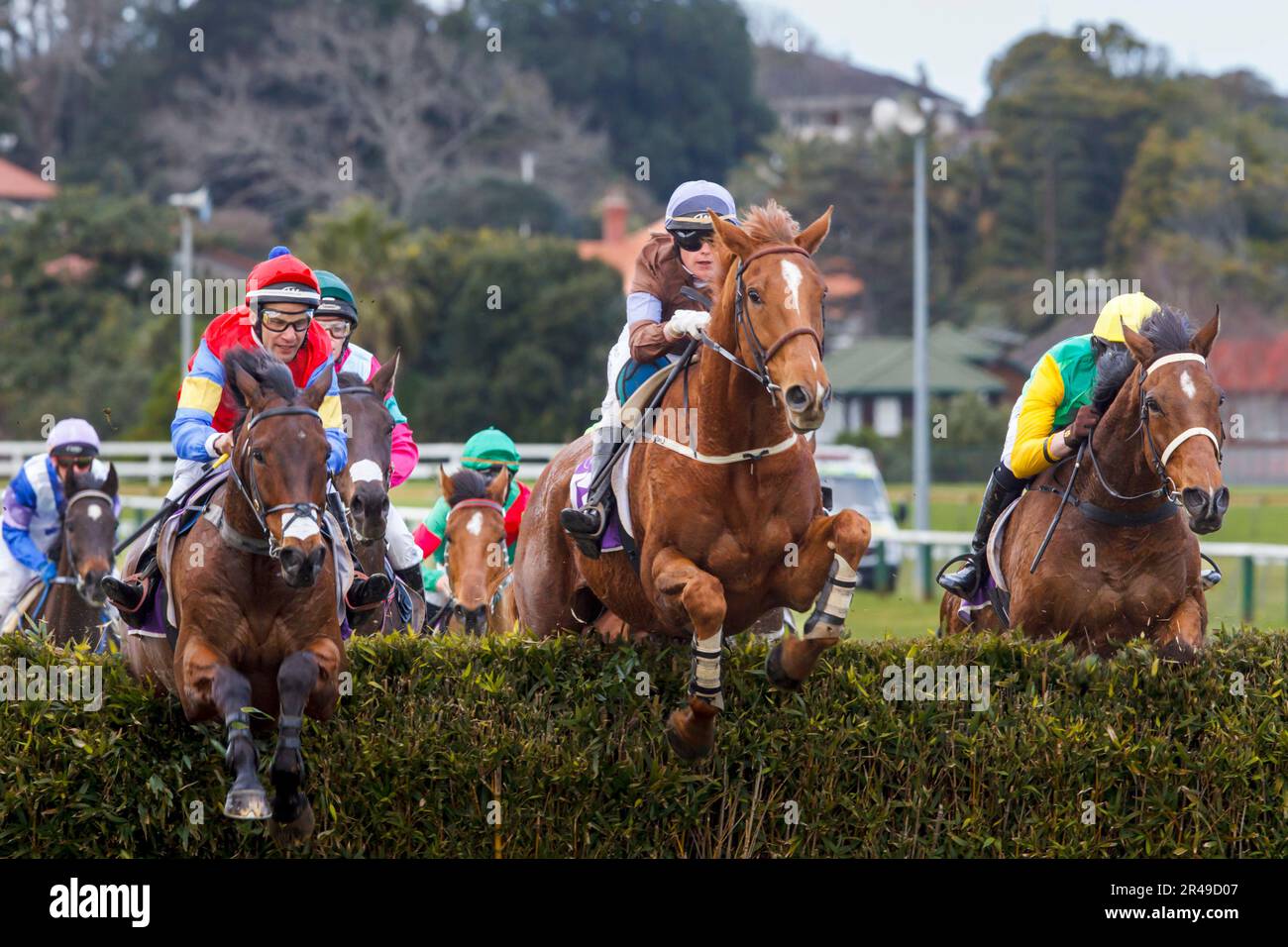 Riders jumping over fences during a horse race at Ellerslie Race Course ...