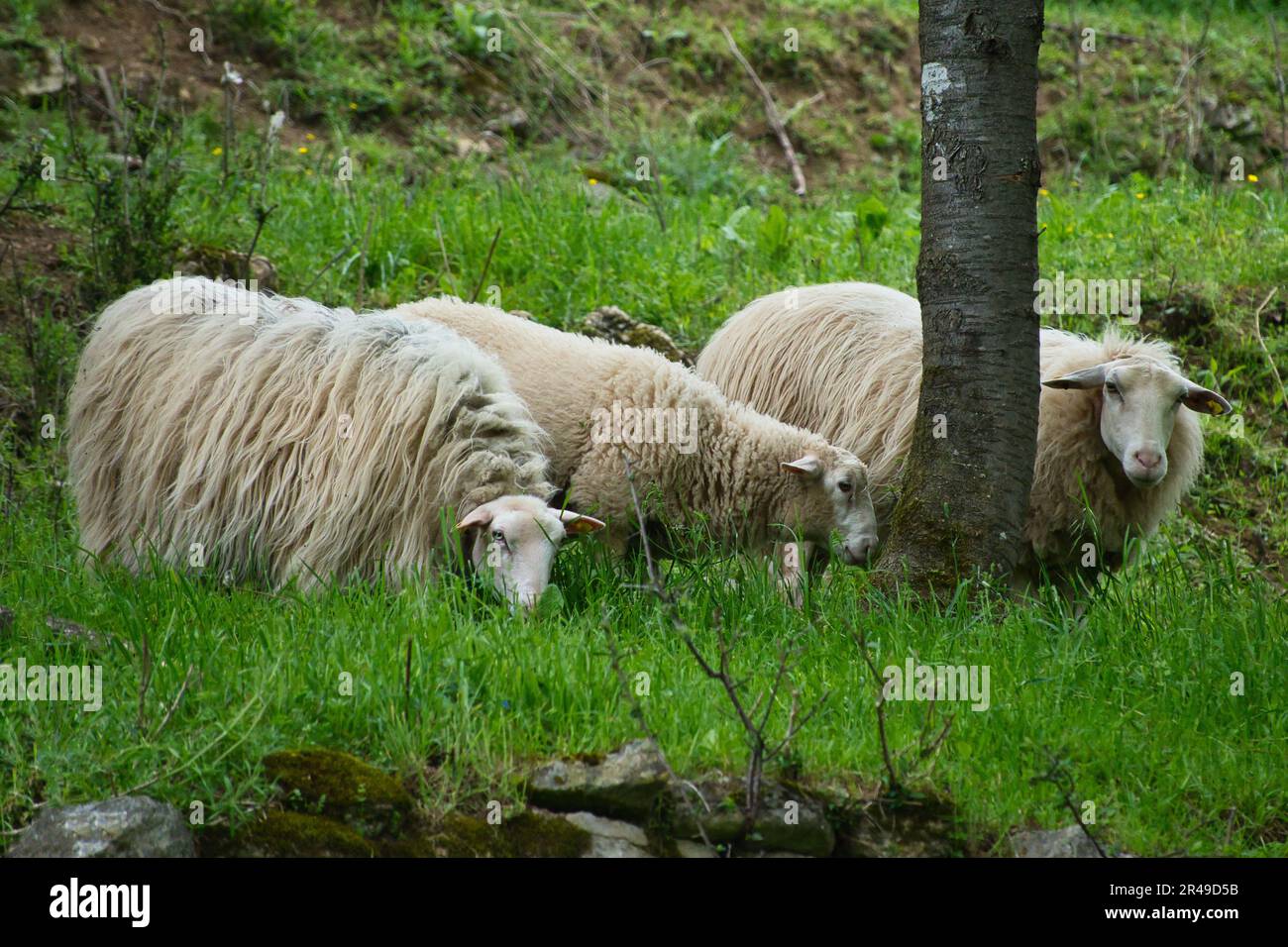 Three white sheep relaxing in a lush green meadow beneath a leafy tree ...