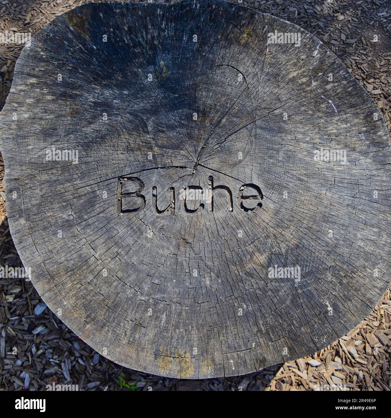 A close-up of a tree stump with the word 'Buche' carved into it Stock Photo