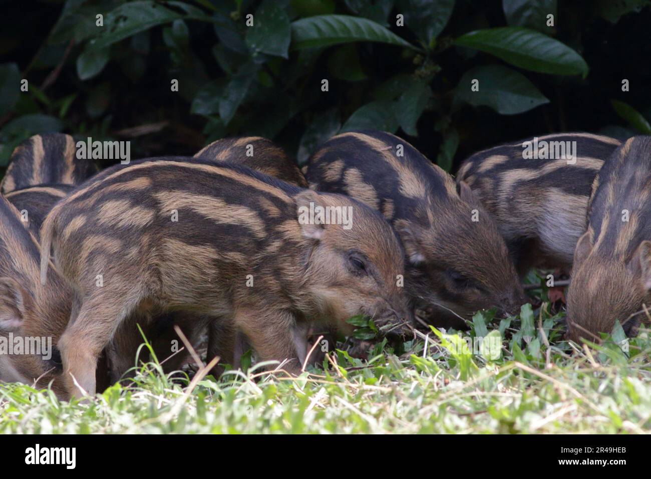 Wild boar (Sus scrofa) sow with piglets, Sai Kung, Hong Kong, China Stock Photo