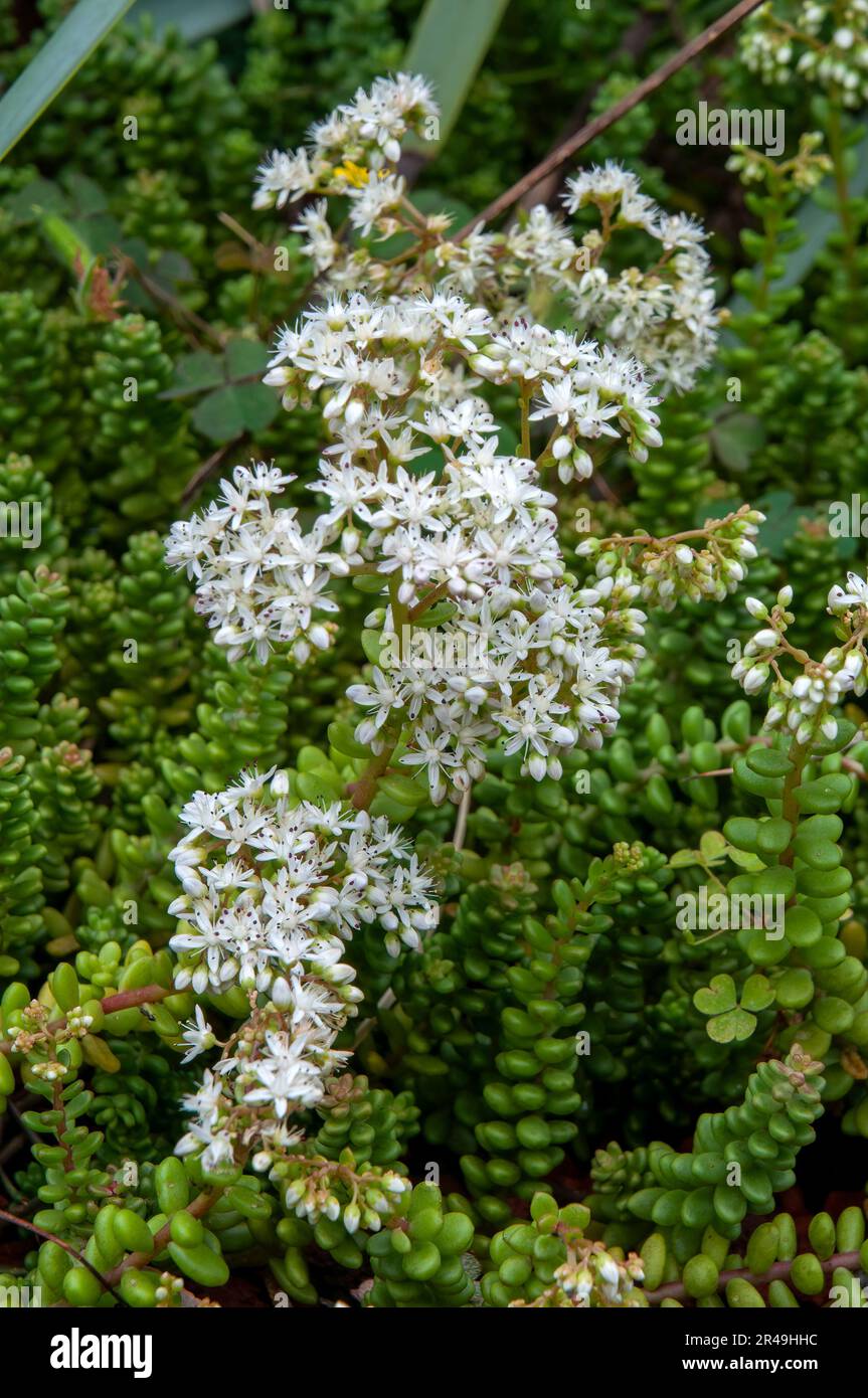 Sydney Australia, closeup of white flowering sedum rubrotinctum or pork