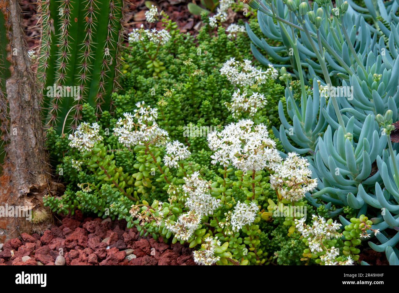 Sydney Australia, closeup of white flowering sedum rubrotinctum or pork