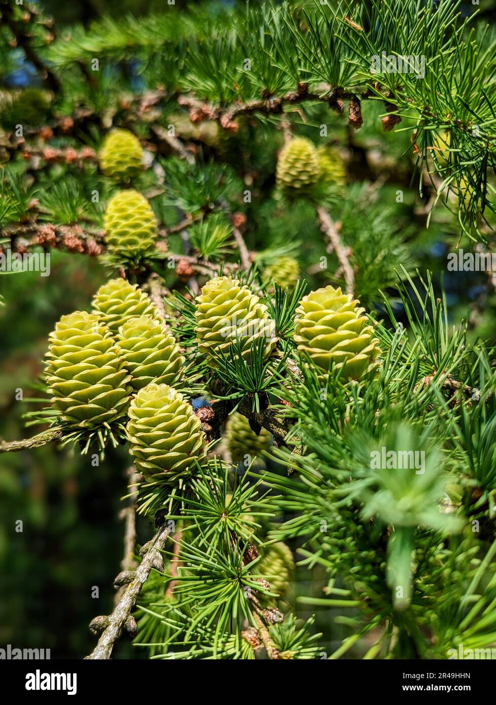 A pine tree with pine cones hanging from it's branches Stock Photo - Alamy