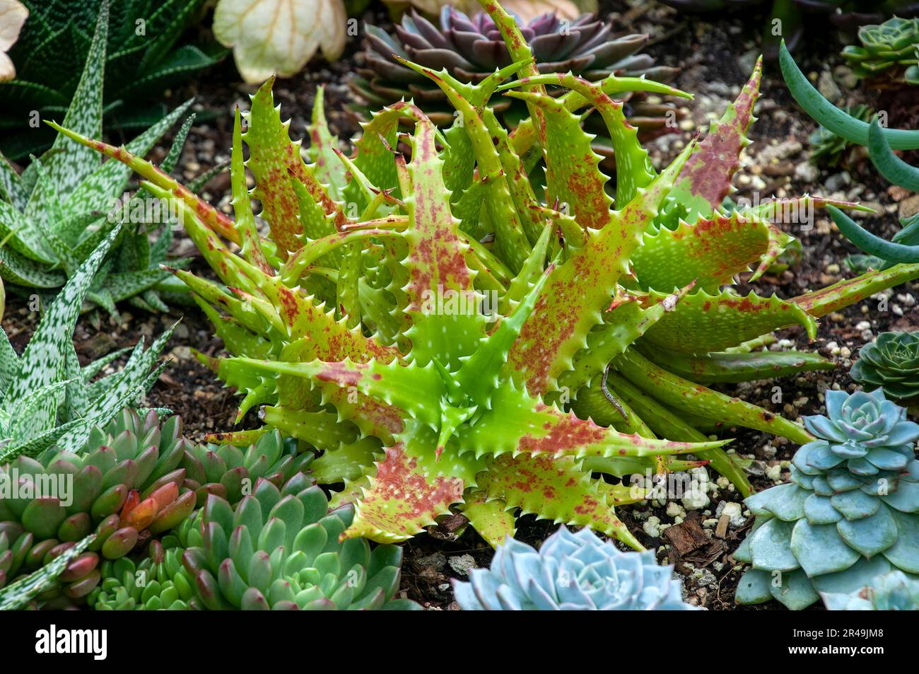 Sydney Australia, Aloe buettneri or Aloe congolensis in rock garden. Leaves turn reddish-brown when the plant is under drought or cold stress. Stock Photo