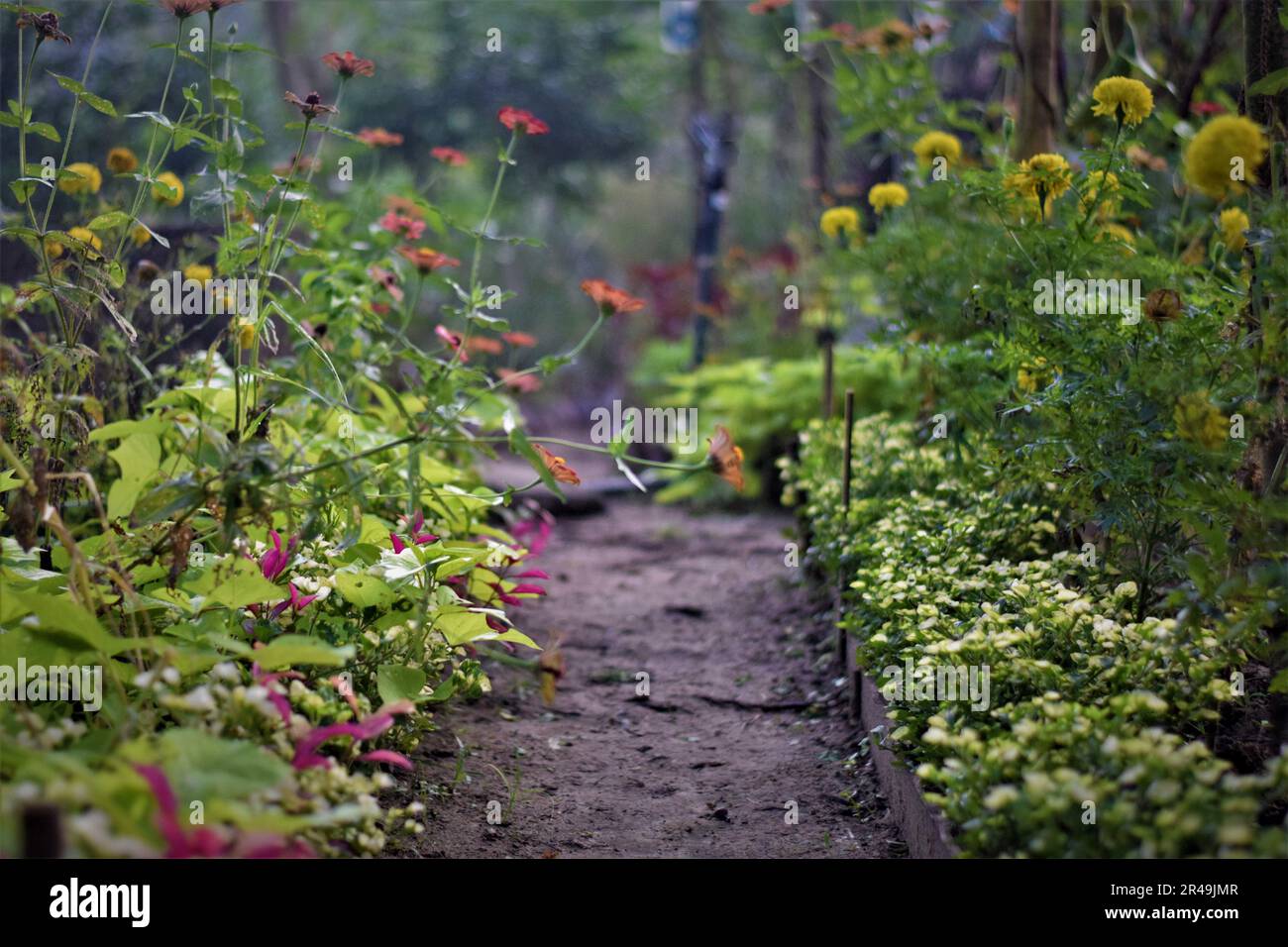 A picturesque garden path lined with lush green foliage and vibrant ...