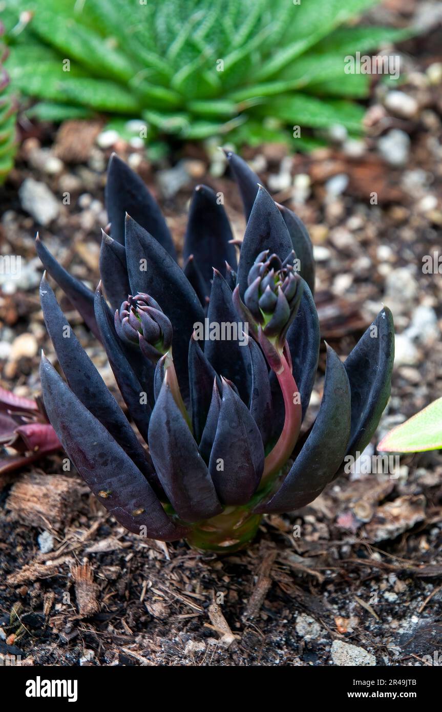 Sydney Australia, echeveria black knight with buds in succulent garden  Stock Photo - Alamy