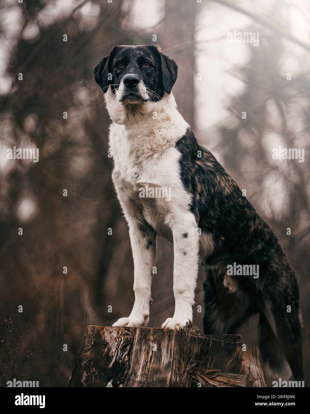 An adorable Rafeiro do Alentejo dog atop a tree stump in a grassy meadow, looking out into the distance Stock Photo