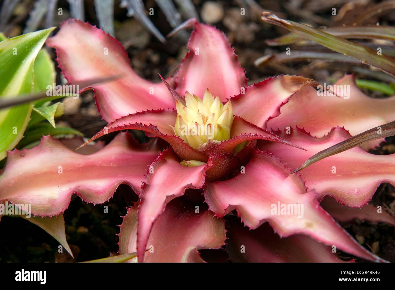 Sydney Australia, cryptanthus bivittatus or earth star bromeliad Stock Photo