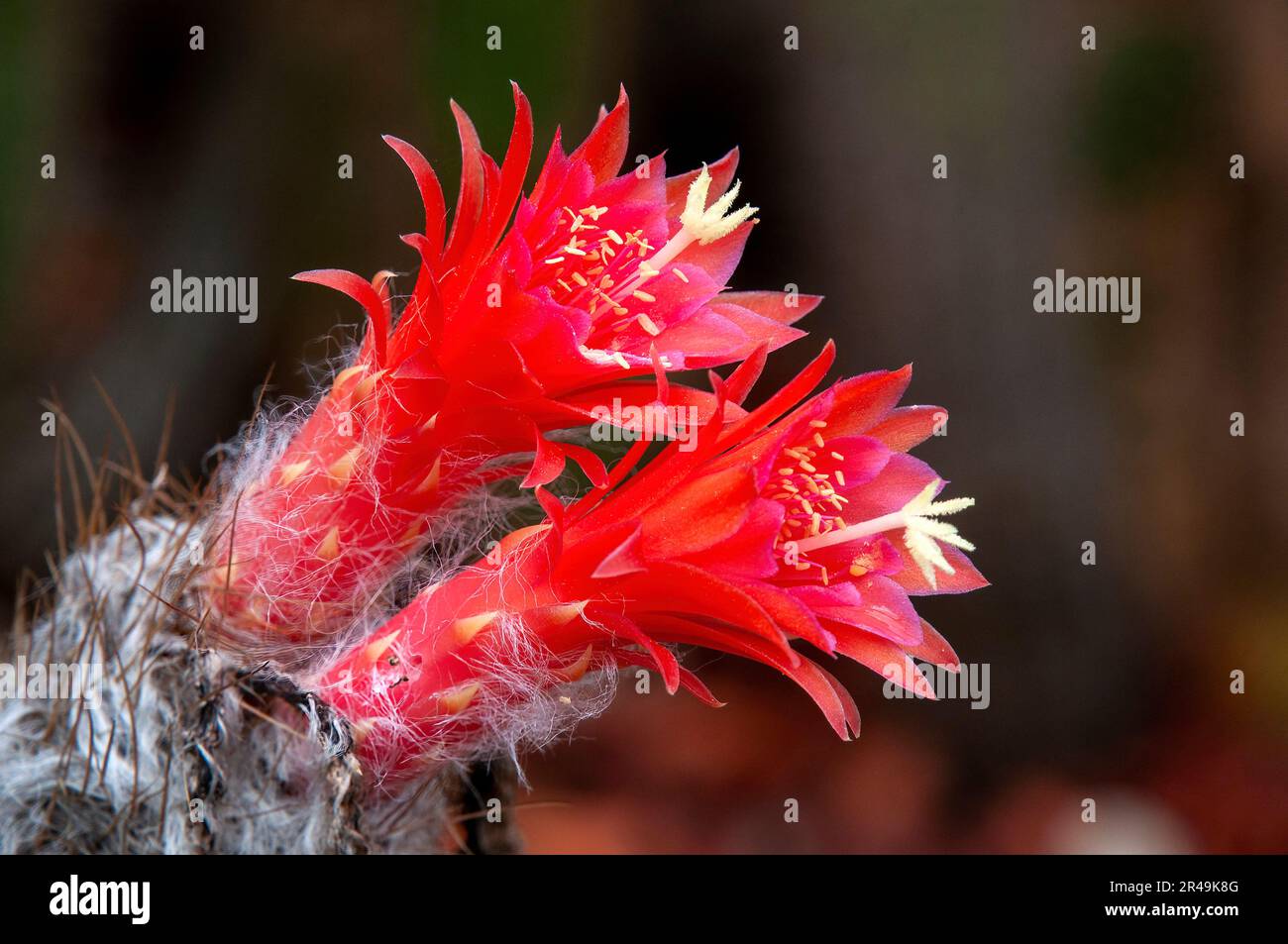 Sydney Australia, close up of red flowers of touch cactus in a desert garden Stock Photo