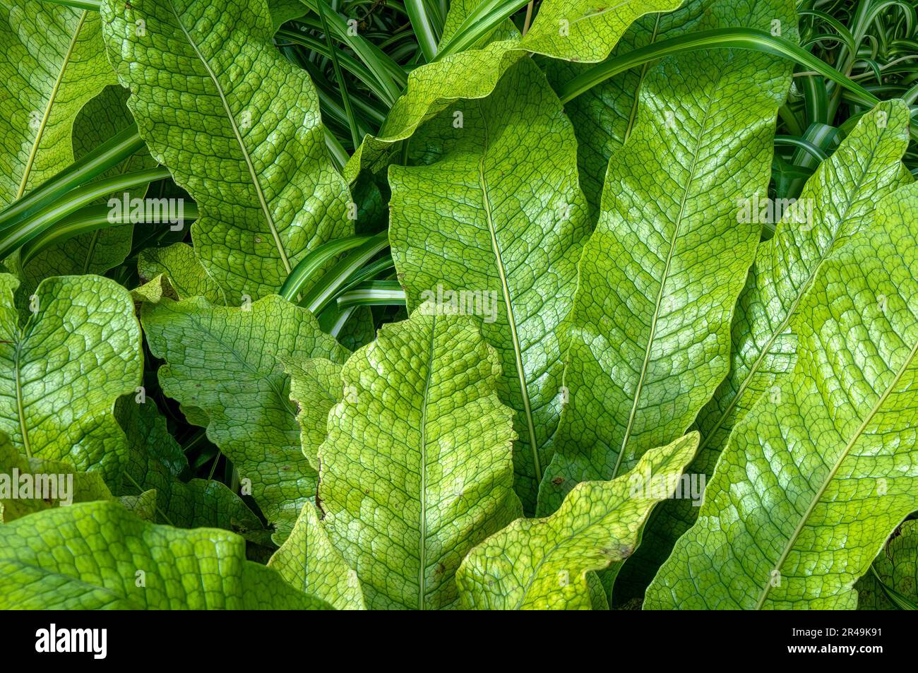 Sydney Australia, unusual textured leaves of microsorum musifolium crocodyllus fern Stock Photo