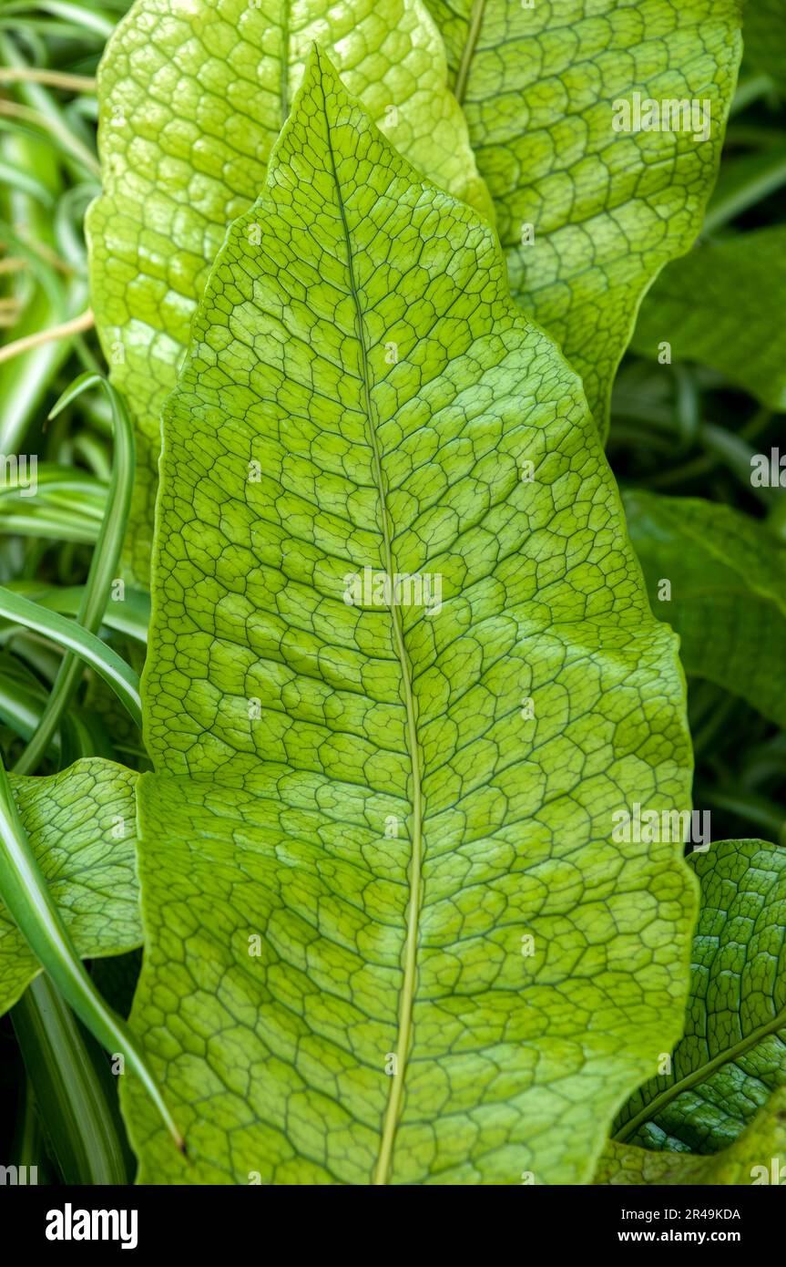 Sydney Australia, close-up of a patterned leaf of microsorum musifolium crocodyllus fern Stock Photo