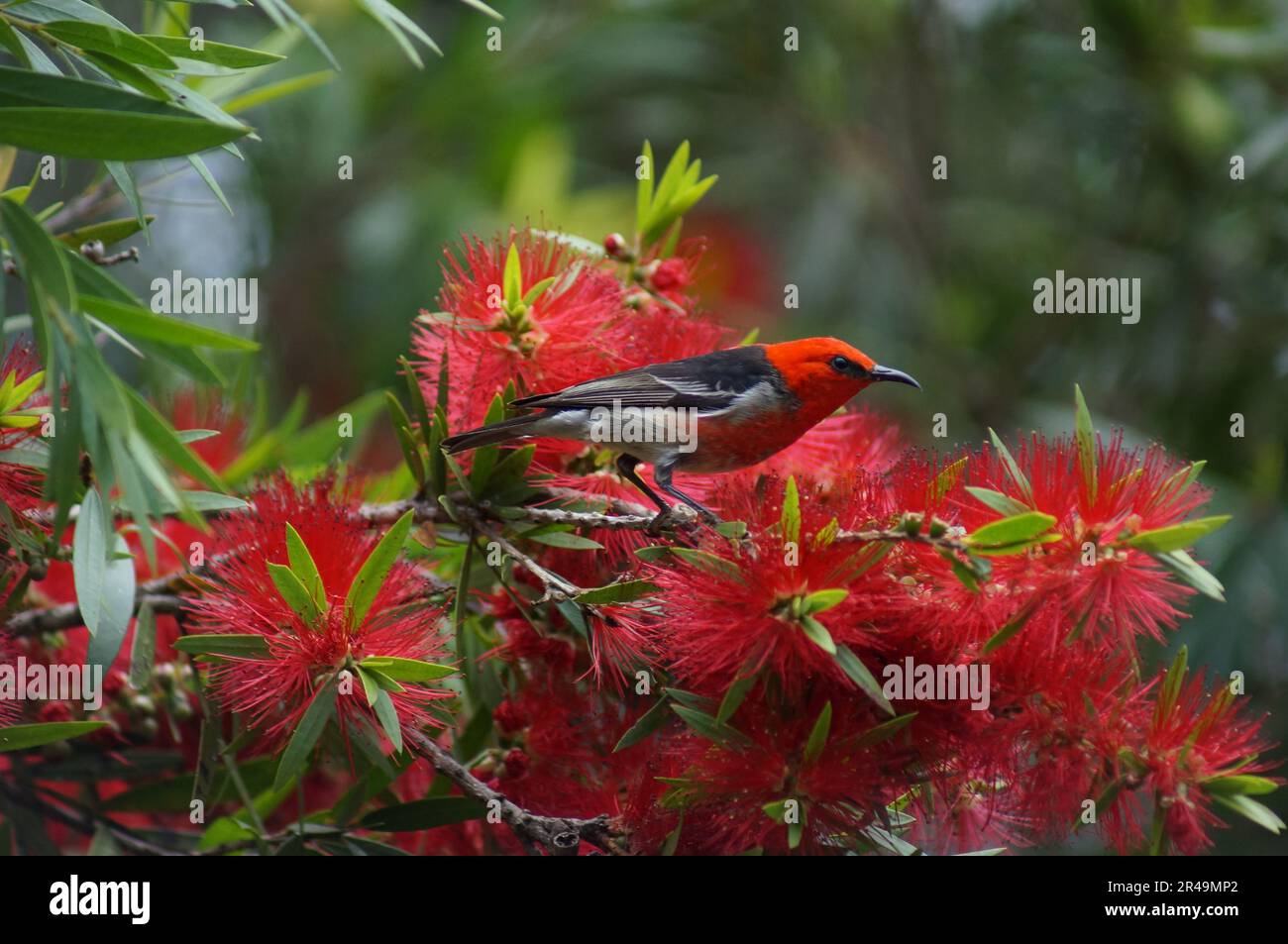 A vibrant Scarlet Myzomela perched on a branch of a tree, highlighting the lush greenery in the background Stock Photo