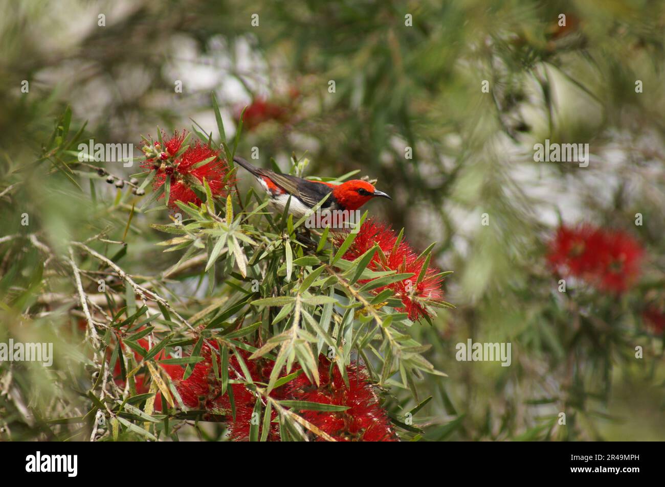 A vibrant scarlet myzomela bird perched atop a lush green tree in a natural outdoor setting Stock Photo