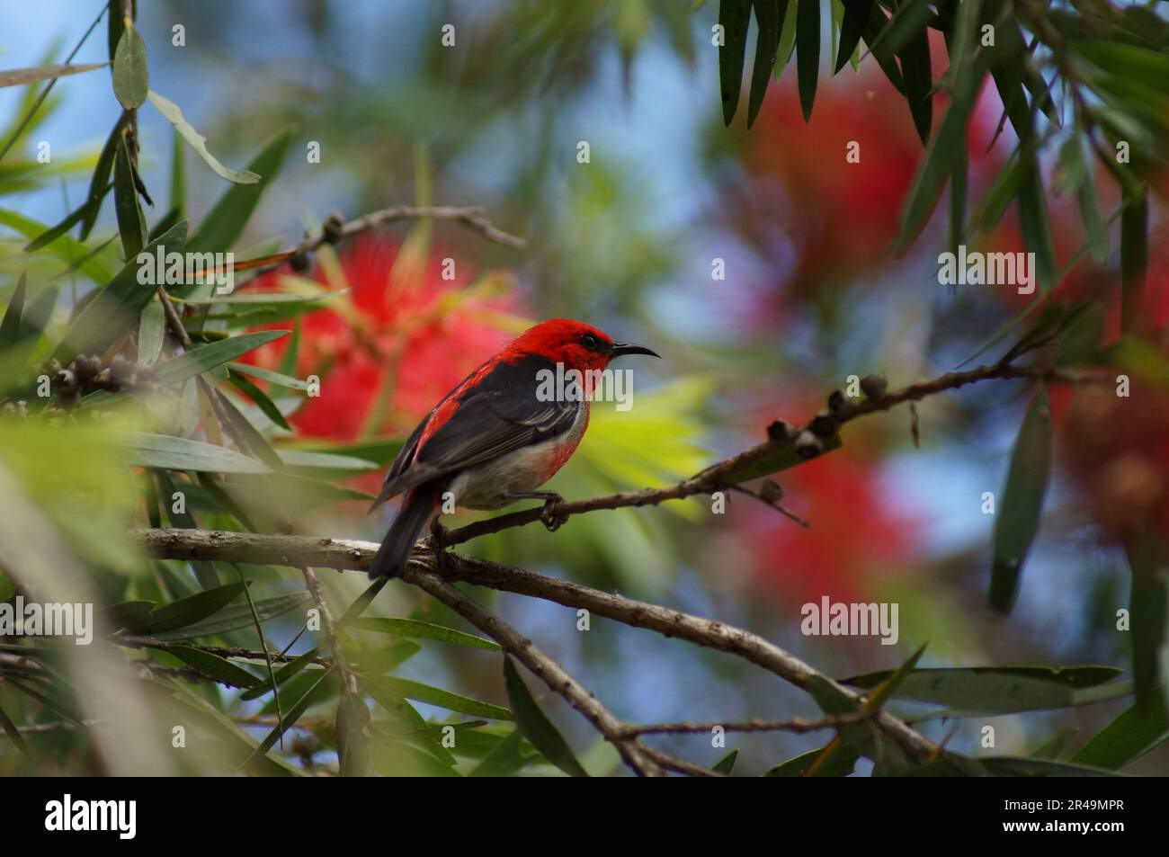 A vibrant Scarlet Myzomela perching on a leafy branch of a tree, with a bright sunny sky in the background Stock Photo