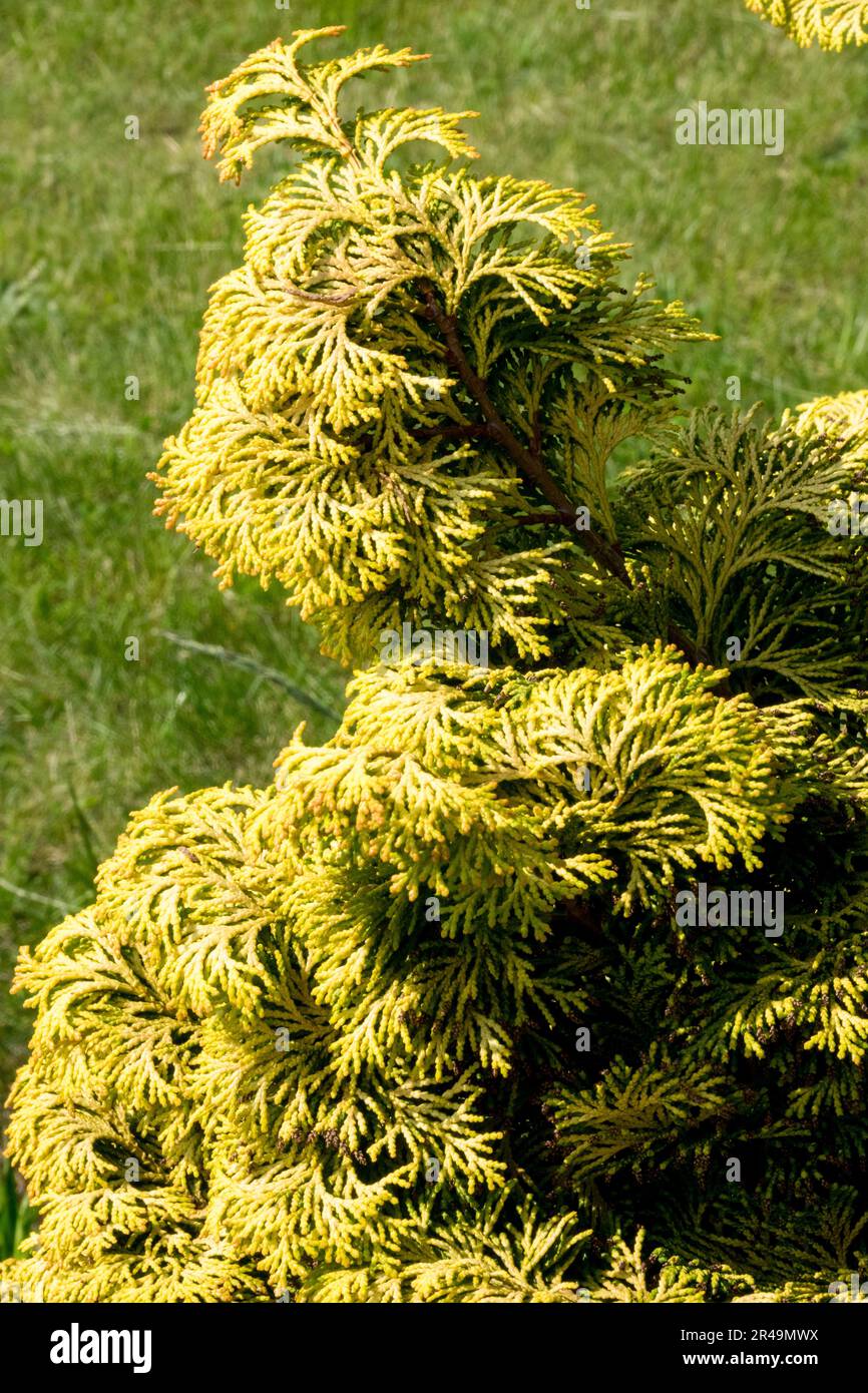 Japanese Cypress, Hinoki Cypress, False Cypress, Chamaecyparis obtusa 'Confucius', Cypress, Foliage, Spring, Tree, Cultivar, Branch Stock Photo
