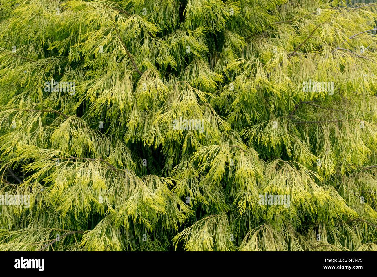 Lawson Cypress, Background, Foliage Stock Photo