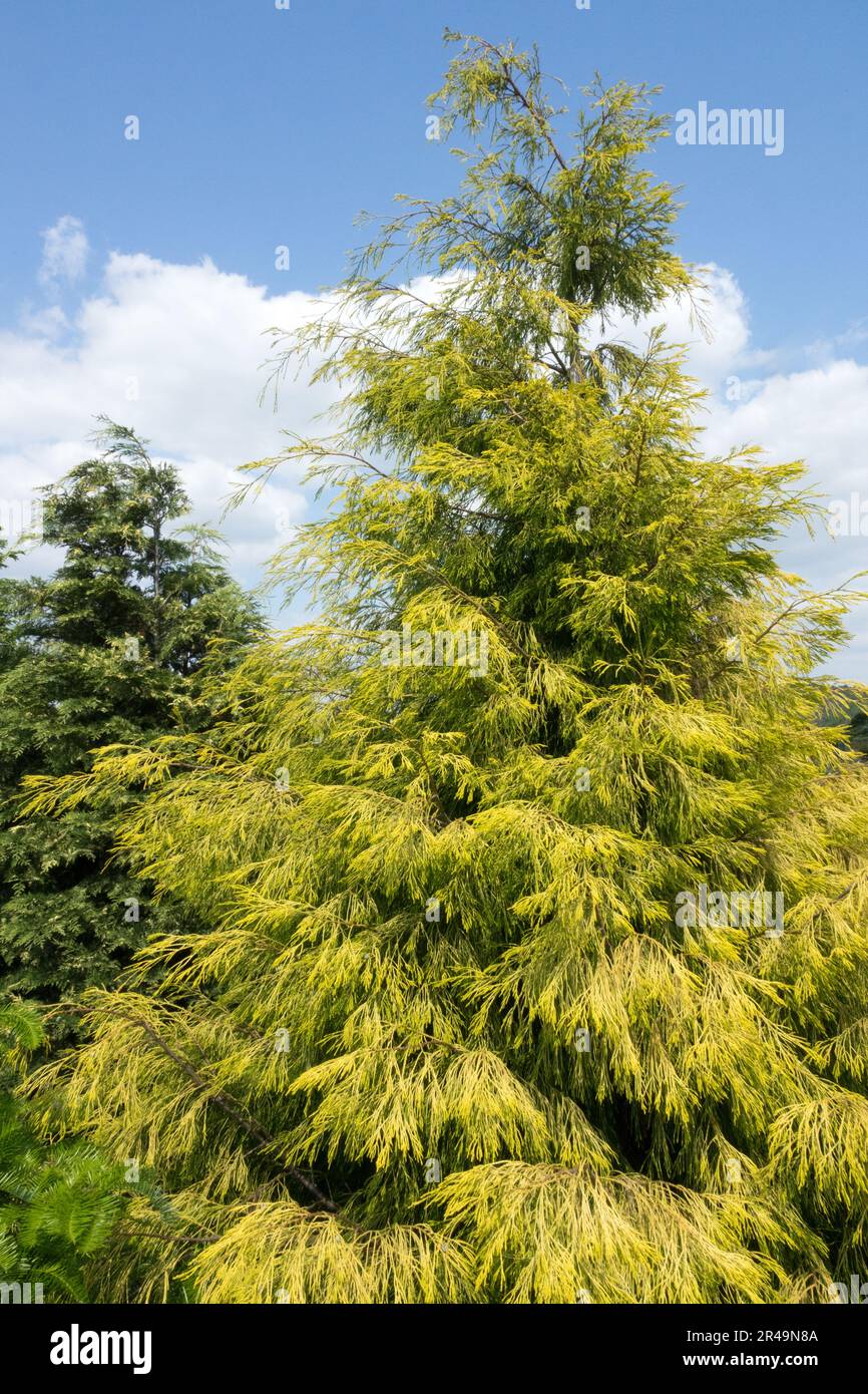 Golden yellow Lawson Cypress, Chamaecyparis lawsoniana "Karaca" Lawson False Cypress Tree Spring Oregon Cypress Stock Photo